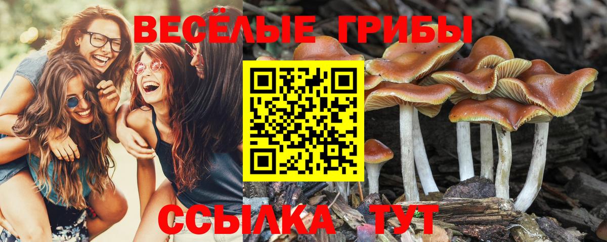 Галлюциногенные грибы прущие грибы Тулун